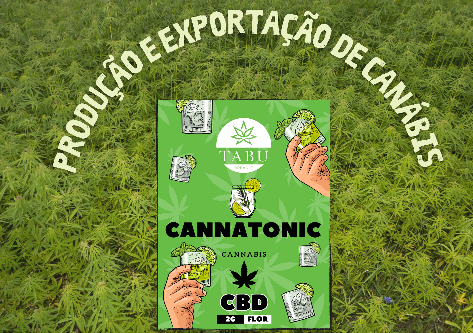 Produção e exportação de canábis para fins medicinais bate recorde! Image