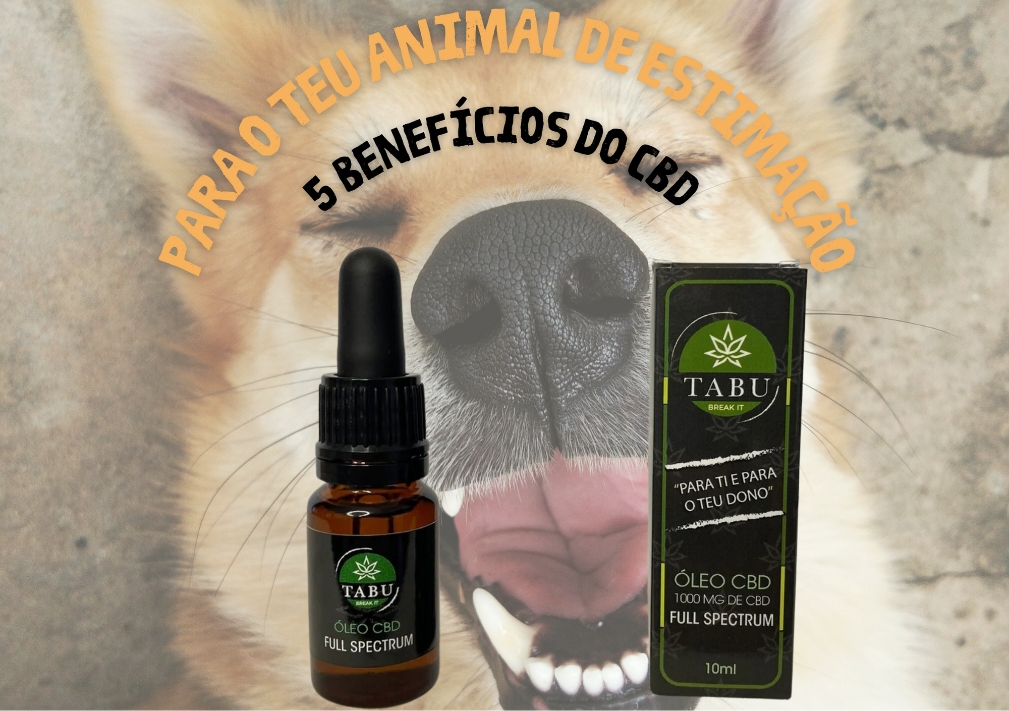 5 benefícios do CBD para o teu animal de estimação Image