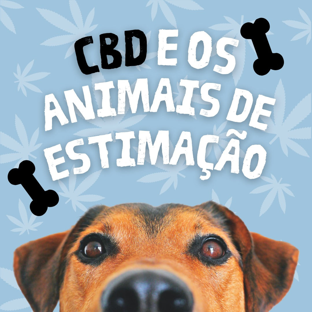 CBD e Animais de Estimação Image