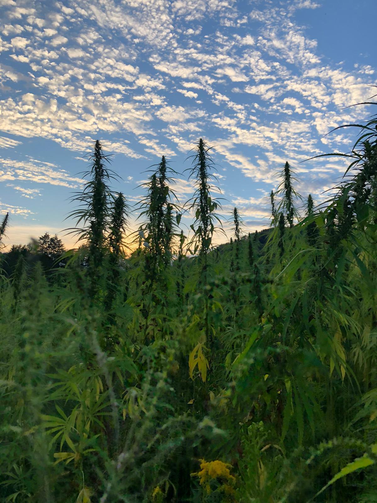 Achas que Sabes Quais São as Aplicações Terapêuticas do CBD? Pensa Outra Vez! Image