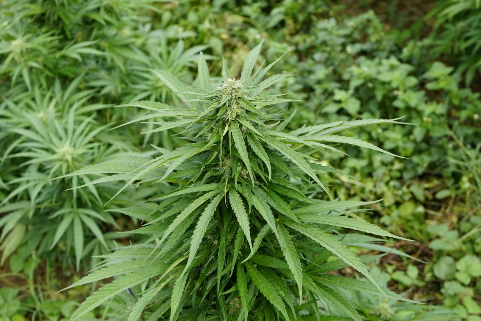 canabis cbd tabu strain casta plantaçao flores Image