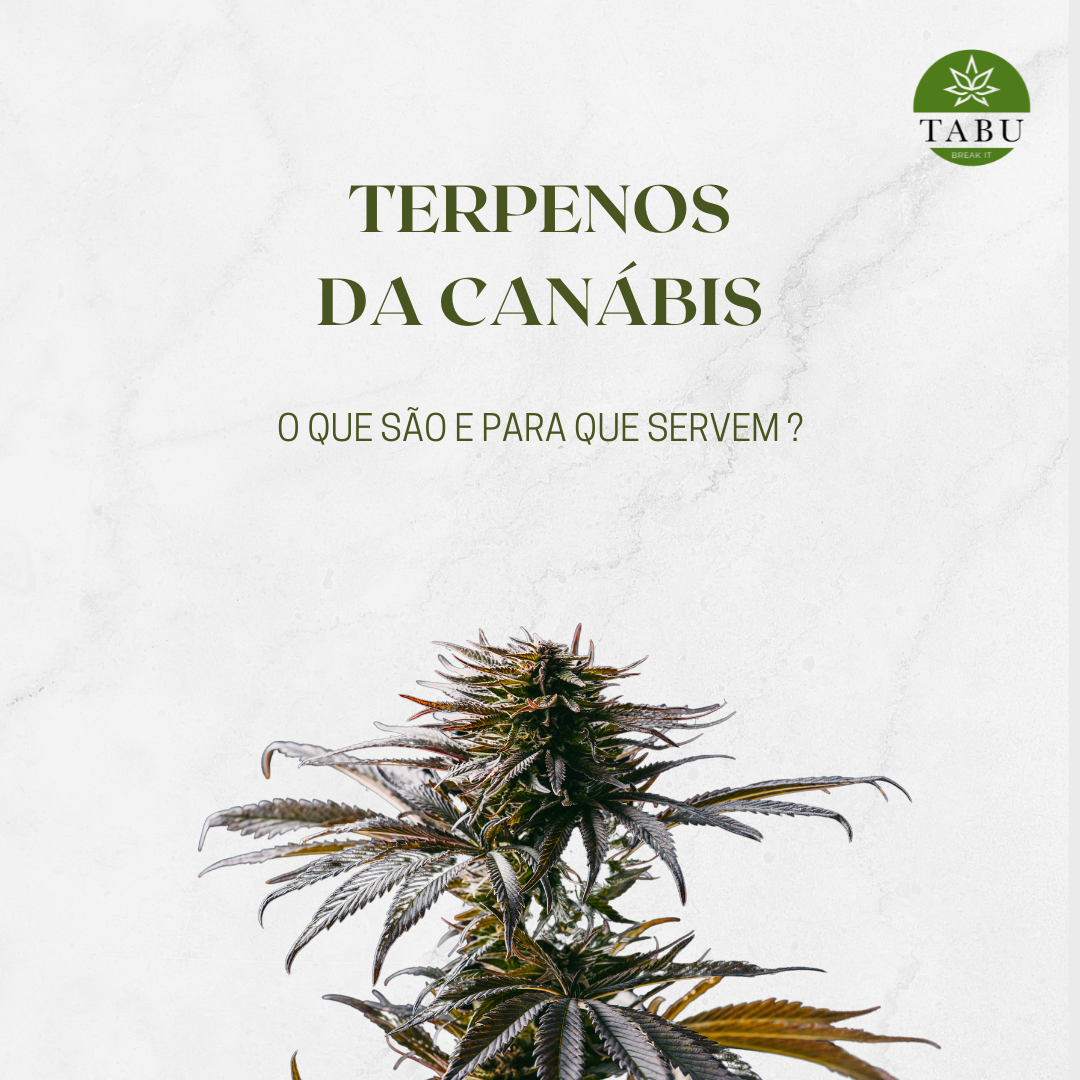 Terpenos da Canábis - O que são e para que servem? Image
