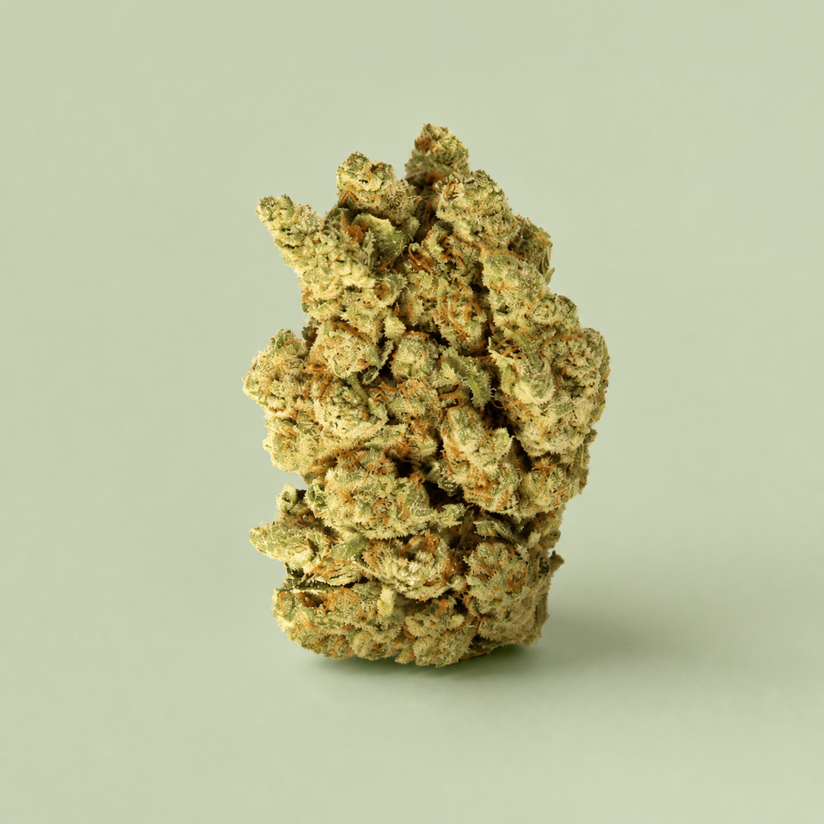 Flor de CBD Amnesia Hydro sur fond vert sauge