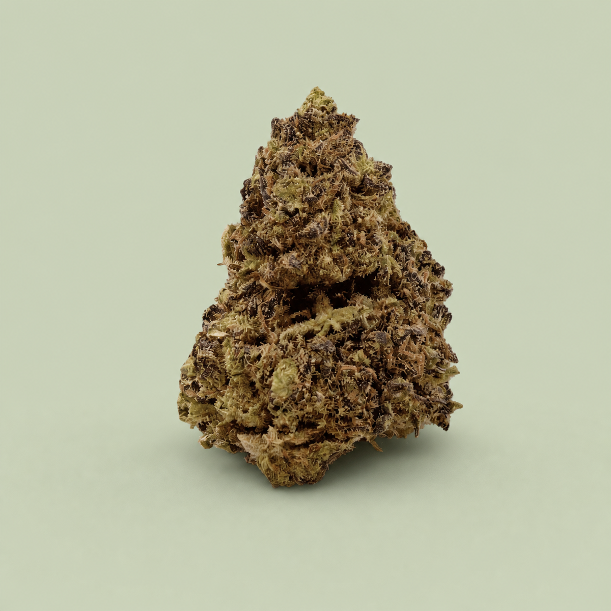 Fleur de CBD Blueberry Muffin sur fond vert sauge