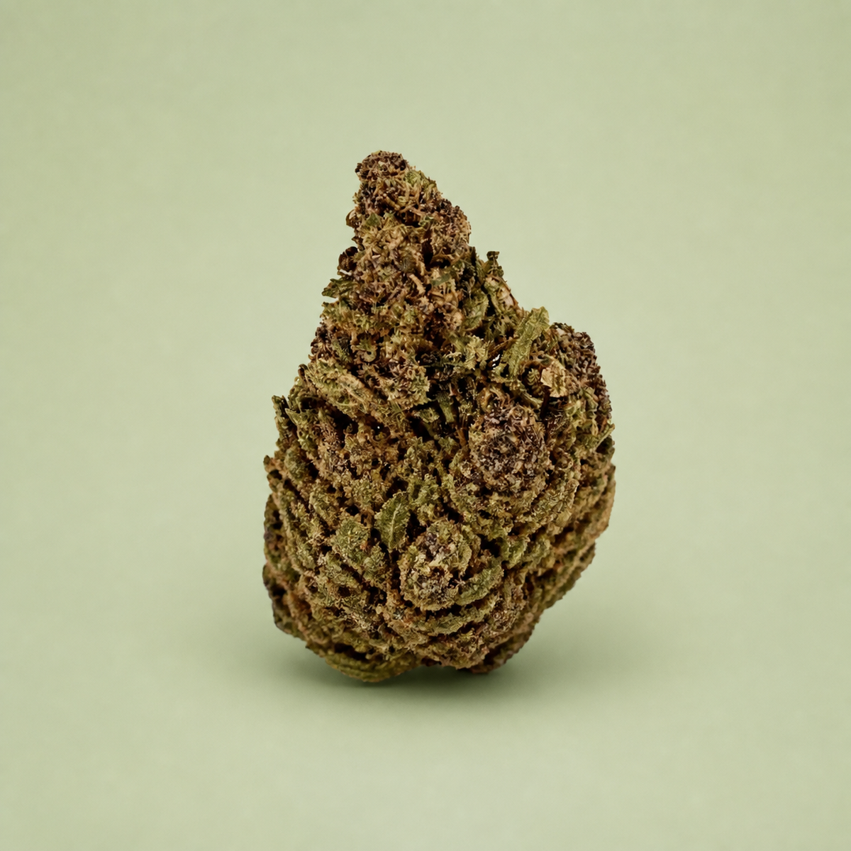 Fleur de CBD Champagne Kush sur fond vert sauge