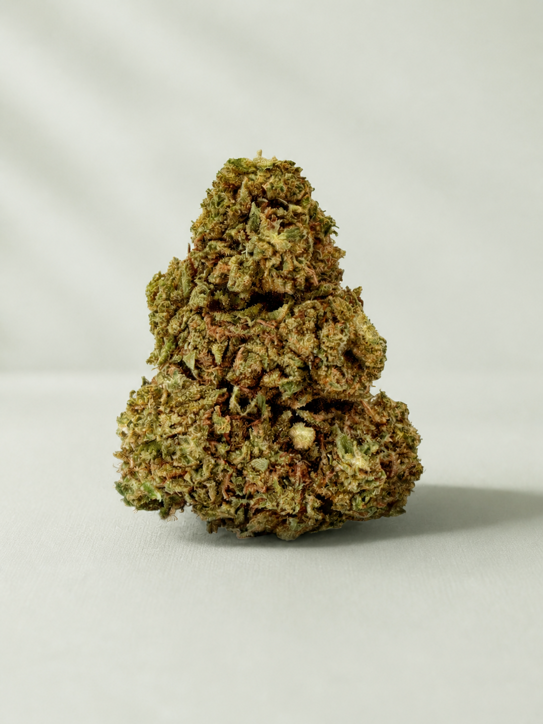 Flor de CBD Jack Herer sur fond Beldia vert sauge