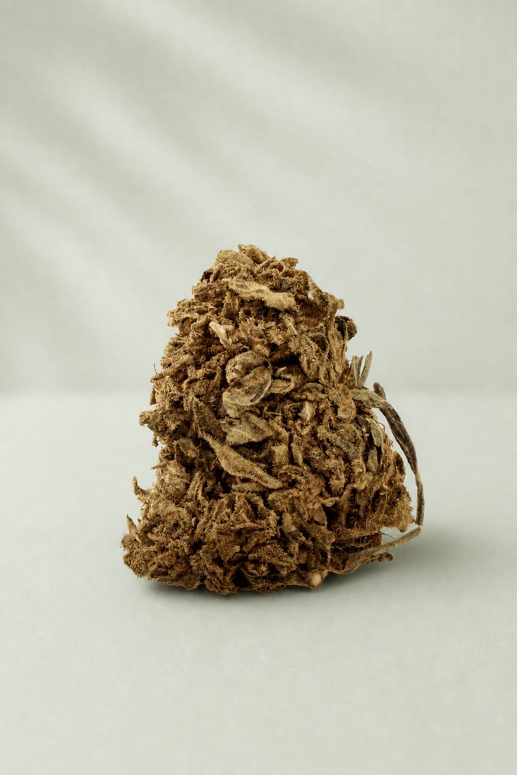 Flor de CBD Jamaican sur fond Beldia vert sauge